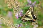 黄凤蝶 / 金凤蝶 / 茴香凤蝶 / 胡萝卜凤蝶 Papilio machaon