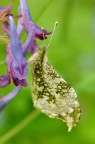 黄尖襟粉蝶 Anthocharis scolymus (♂)