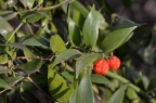 大王桂 Danae racemosa