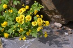 野菊 Chrysanthemum indicum