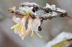 郁香忍冬 Lonicera fragrantissima