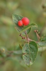 下江忍冬 Lonicera modesta