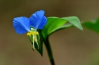 鸭跖草 Commelina communis
