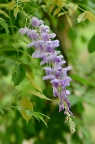 紫藤 Wisteria sinensis