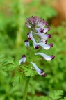 刻叶紫堇 Corydalis incisa