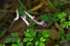 夏天无 / 伏生紫堇 Corydalis decumbens