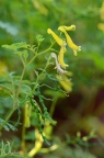 珠果黄堇 Corydalis speciosa，花与蒴果