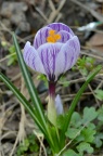 番红花 品种 Crocus 'Pickwick'