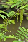 枫杨 / 麻柳 Pterocarya stenoptera