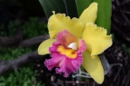 卡特兰 品种 Cattleya sp.