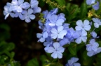 蓝花丹 / 蓝雪花 Plumbago auriculata