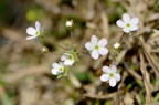 点地梅 Androsace umbellata