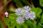 华东唐松草 Thalictrum fortunei