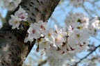染井吉野樱 / 东京樱花 / 吉野樱 Cerasus yedoensis