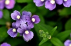芳香龙面花 Nemesia strumosa 'Poetry'