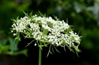 前胡 / 白花前胡 Peucedanum praeruptorum
